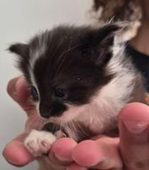  a réserver chatons Européen croisé Maine Coon 