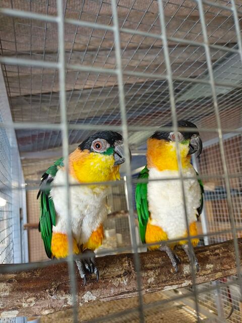 Couple ca&iuml;que 1000 17800 Pons