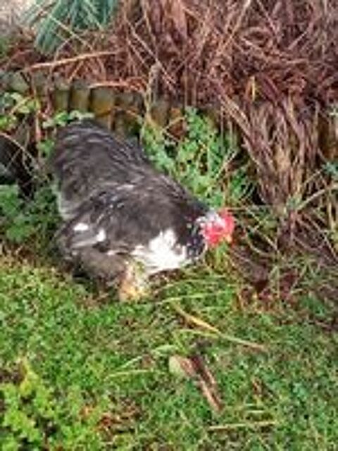   Pekin 