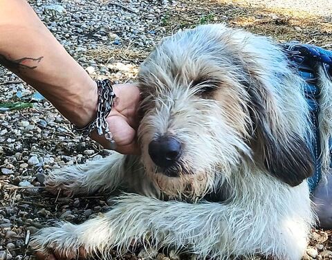 VALERA,  de la  survie à l'espoir, elle attend  sa famille &#128062; 0 24140 Douville