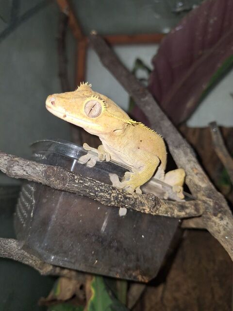 Couple correlophus ciliatus 130 69300 Caluire-et-cuire