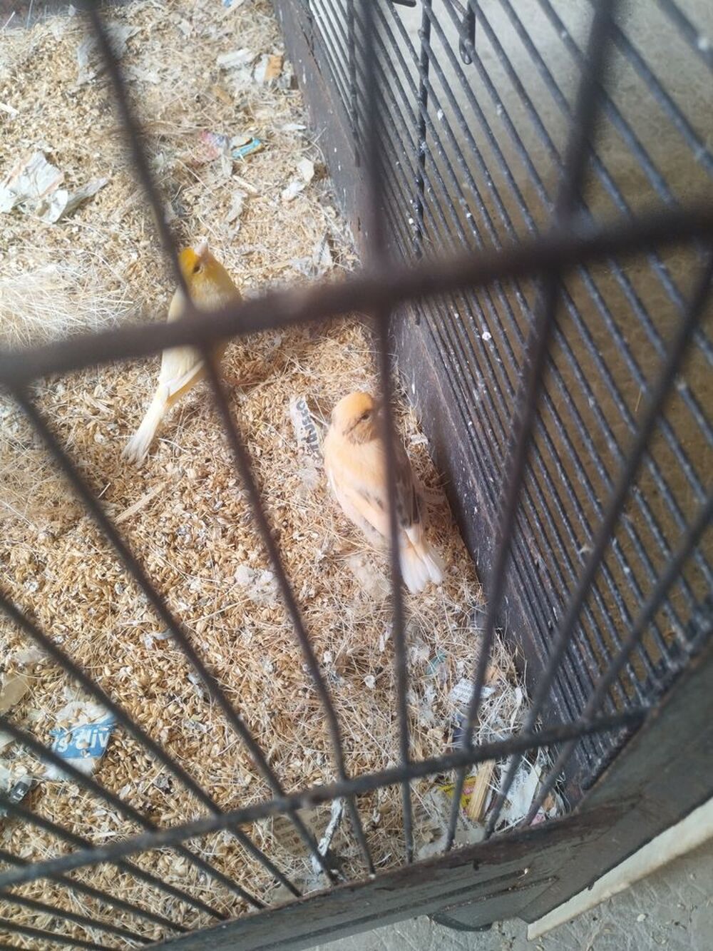   Canaris  