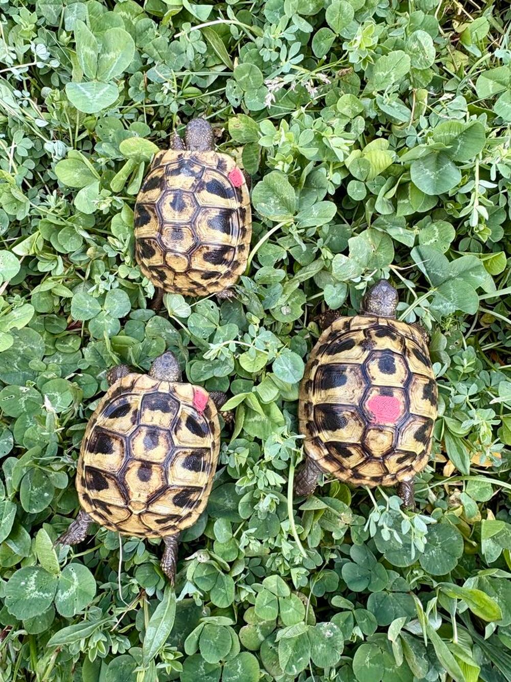   Cède Testudo Boettgeri  