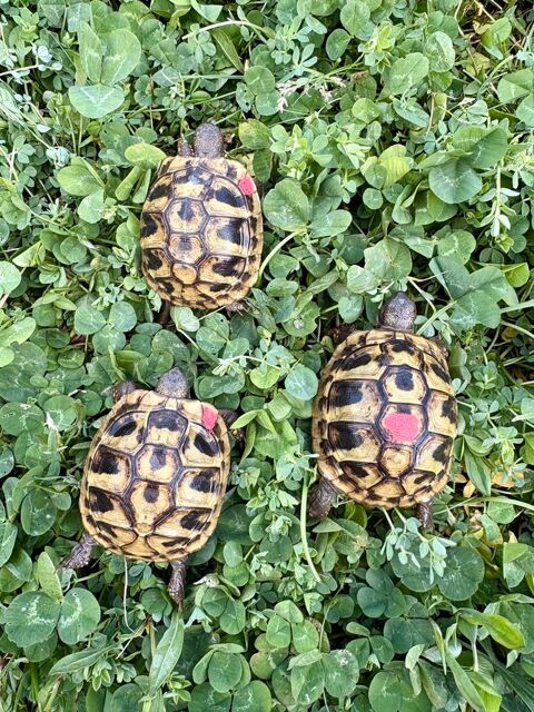 C&egrave;de Testudo Boettgeri 200 71130 Gueugnon