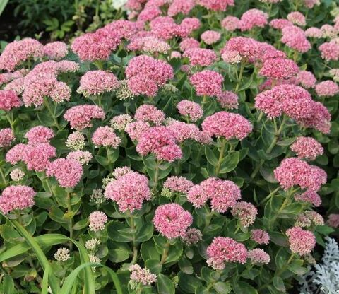 Sedums ou orpin 2 Castelnaudary (11)