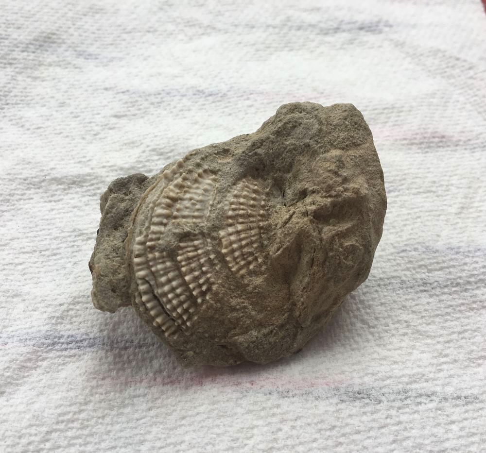 Coquillage fossilis&eacute; 