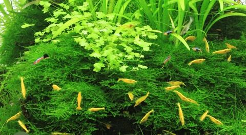 Crevettes jaunes Yellow Neon 30 44120 Vertou