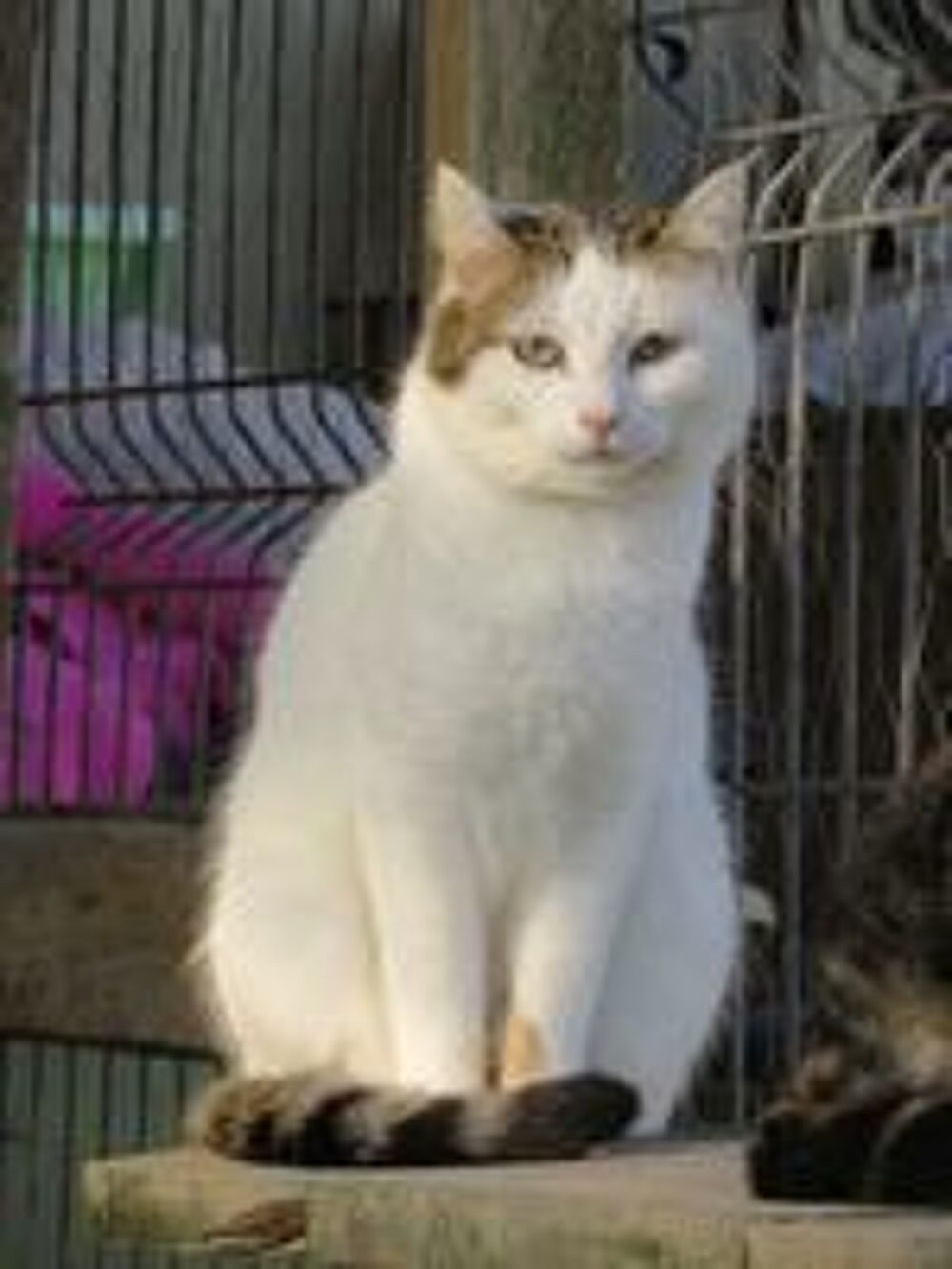   LADY femelle blanche et tigrée 11 ans 