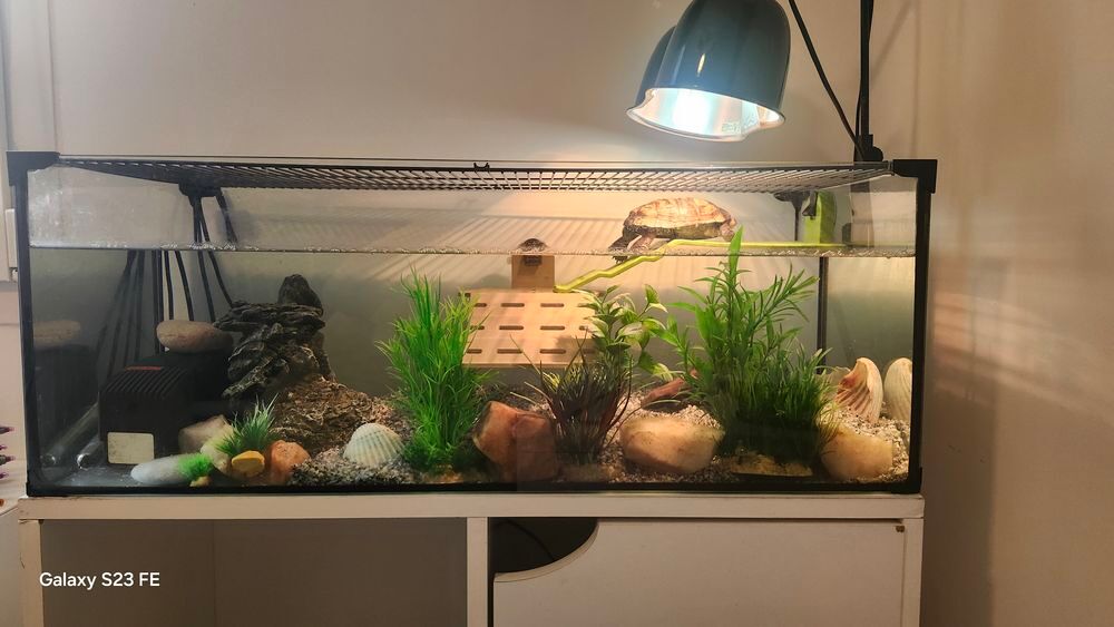   Tortue pelomedusa subrufa avec son aquarium KARAPAS de 80L 
