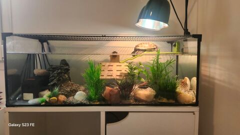 Tortue pelomedusa subrufa avec son aquarium KARAPAS de 80L 120 69670 Vaugneray