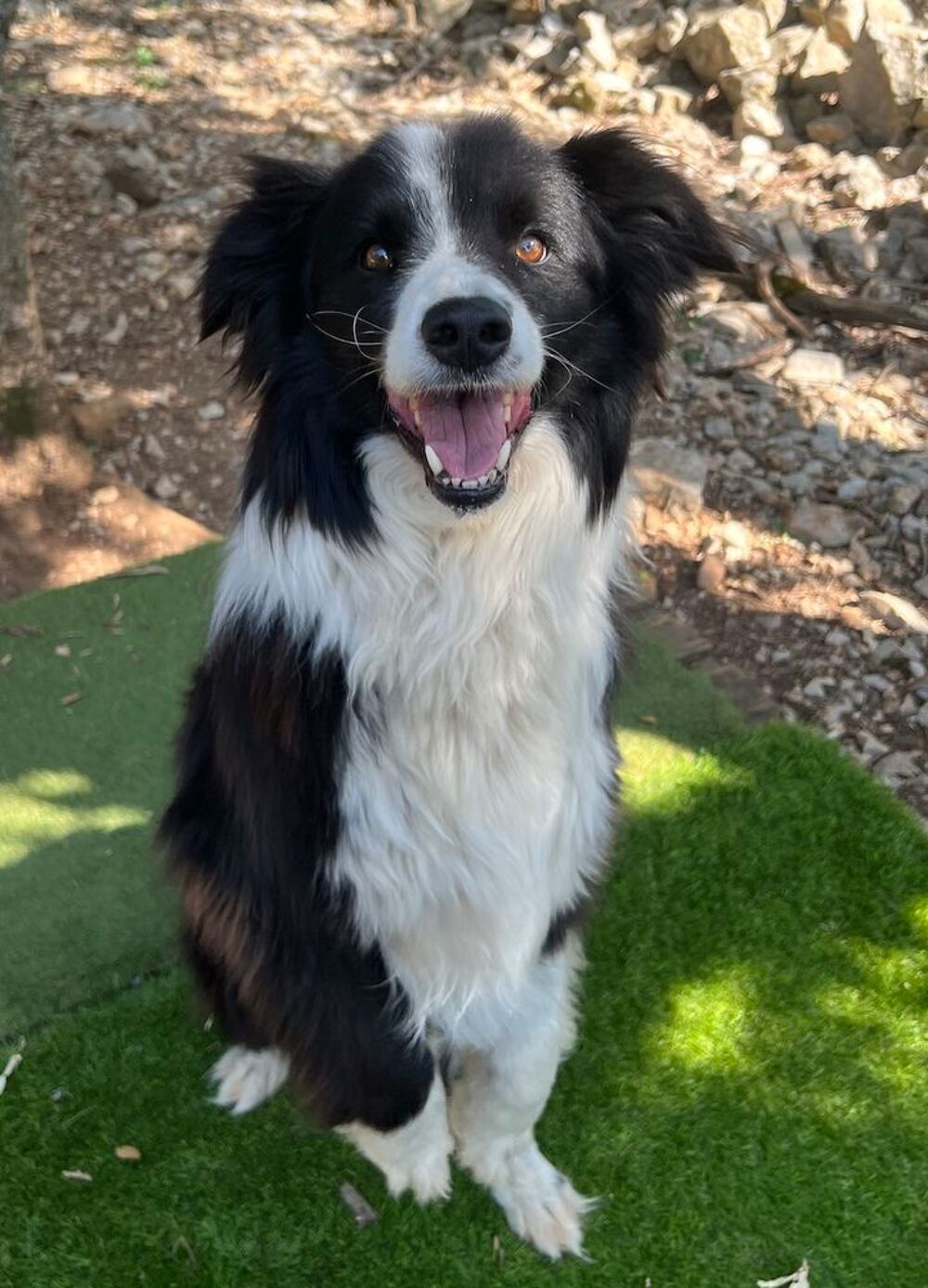   Olfi est à l'adoption! 