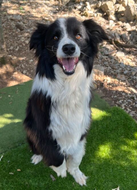 Olfi est &agrave; l'adoption! 0 34000 Montpellier