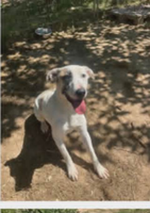   Chien PEPITO à l adoption 