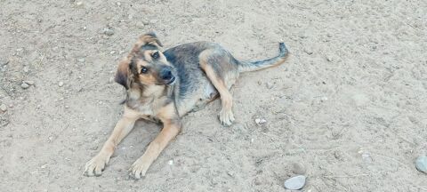 TASIO, adorable chiot de 5 mois 220 24140 Douville