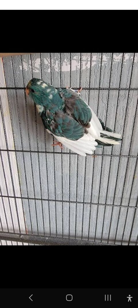 Trois beautés de mi- Avril EAM, 2 femelles 1 mâle 90 65000 Tarbes