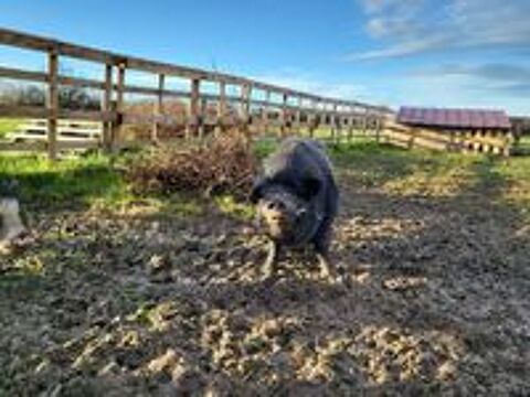   JULIETTO, gentil cochon vietnamien  l'adoption via UMA 