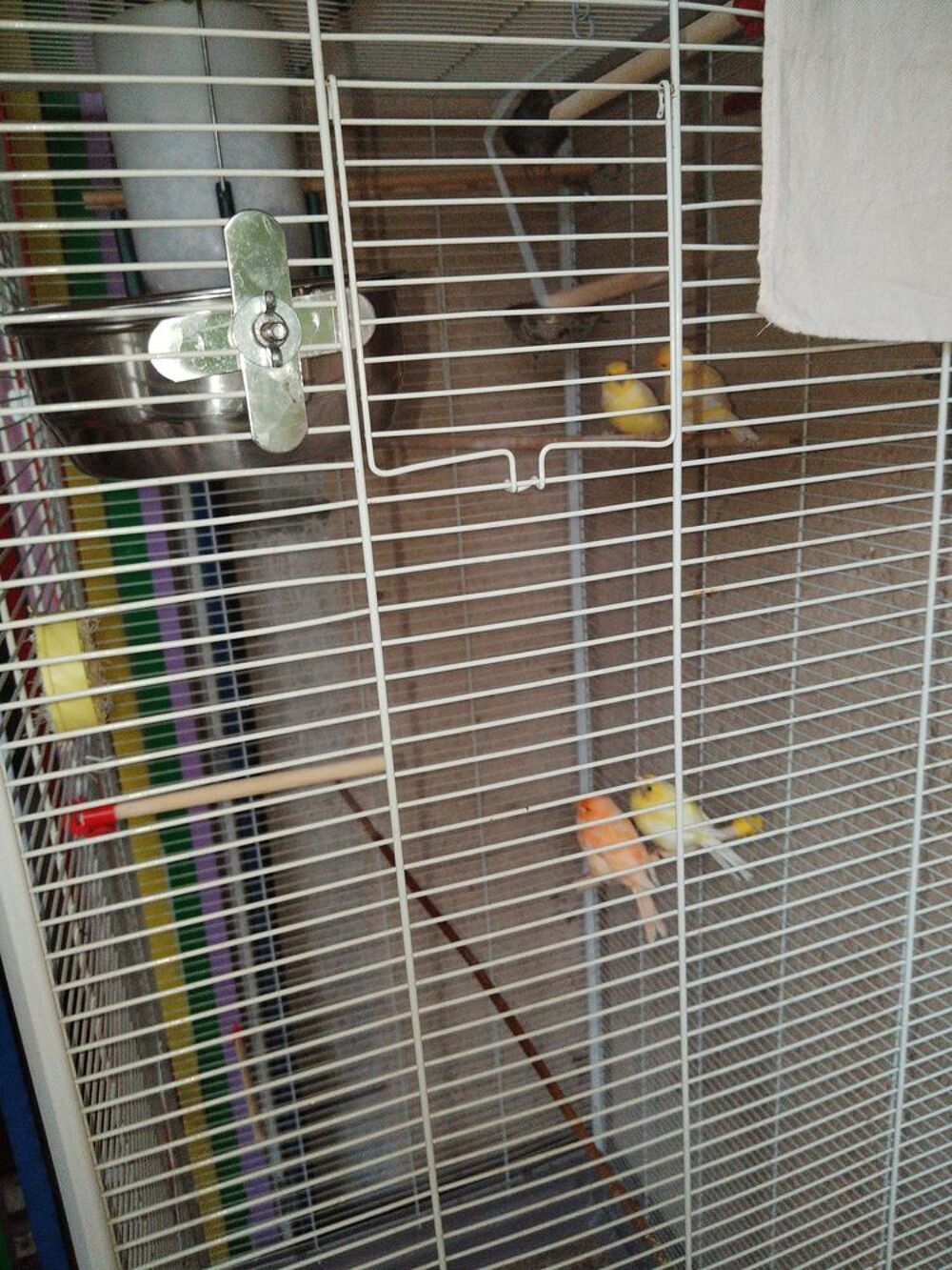recherche canari mal et femelle de plusieurs couleurs Jardin