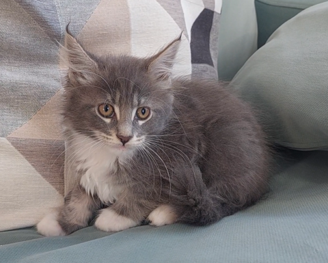 chaton mâle Maine Coon LOOF 950 83000 Toulon