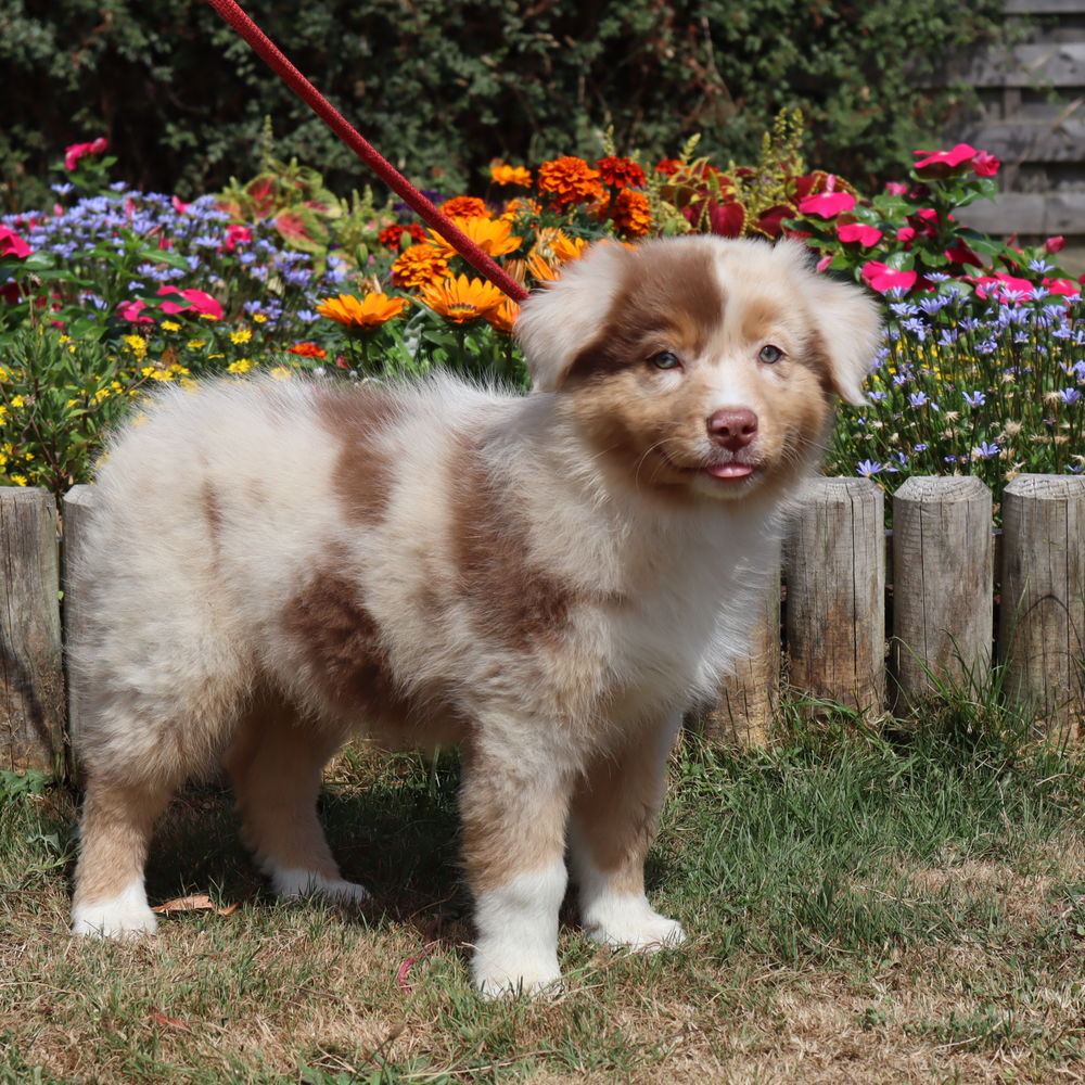   CHIOT BERGER AUSTRALIEN ROUGE MERLE 