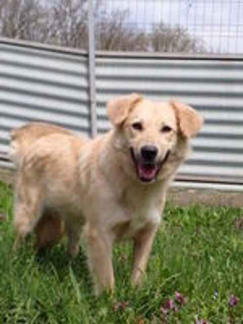   Popsy à l'adoption 