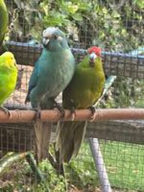   Jeune couple kakariki 