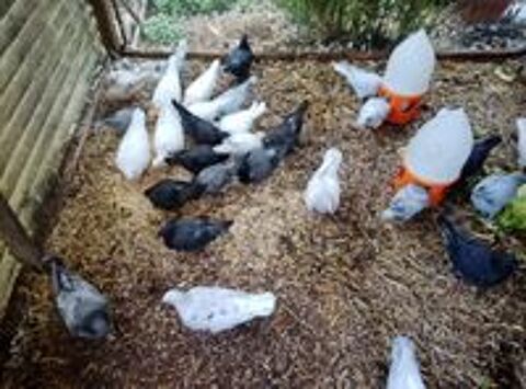   Pigeons texans 