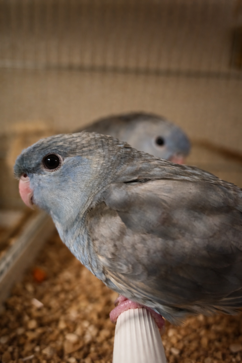 Perruche Catherine plusieurs mutation disponibles 0 31000 Toulouse