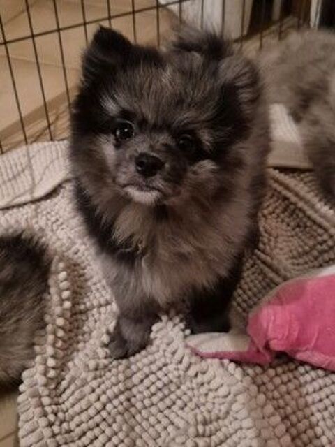 4 CHIOTS MALES SPITZ NAIN 1200 10210 Villiers-le-bois