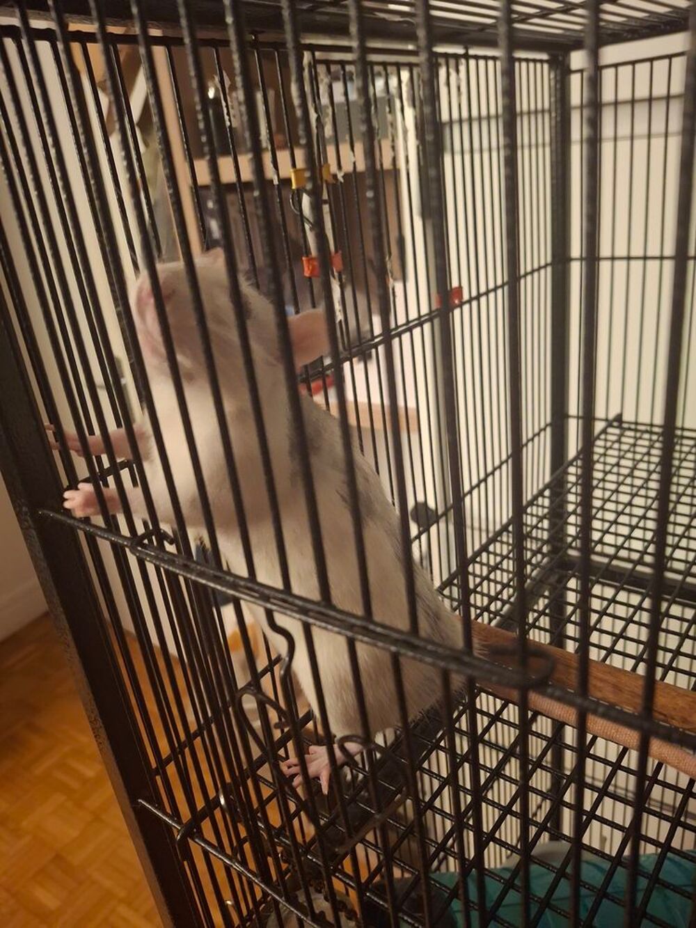   Deux rates acheter dont j'ai du mal  m'occuper  