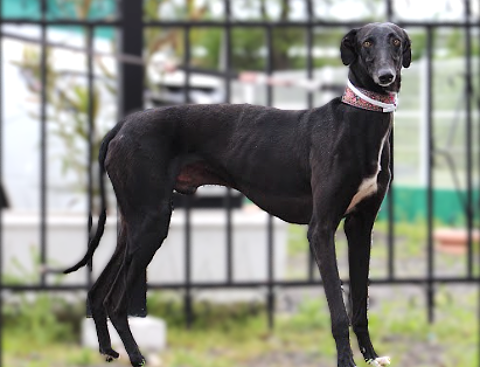 DUBAÏ, un Galgo sympathique et enjoué 0 24140 Douville