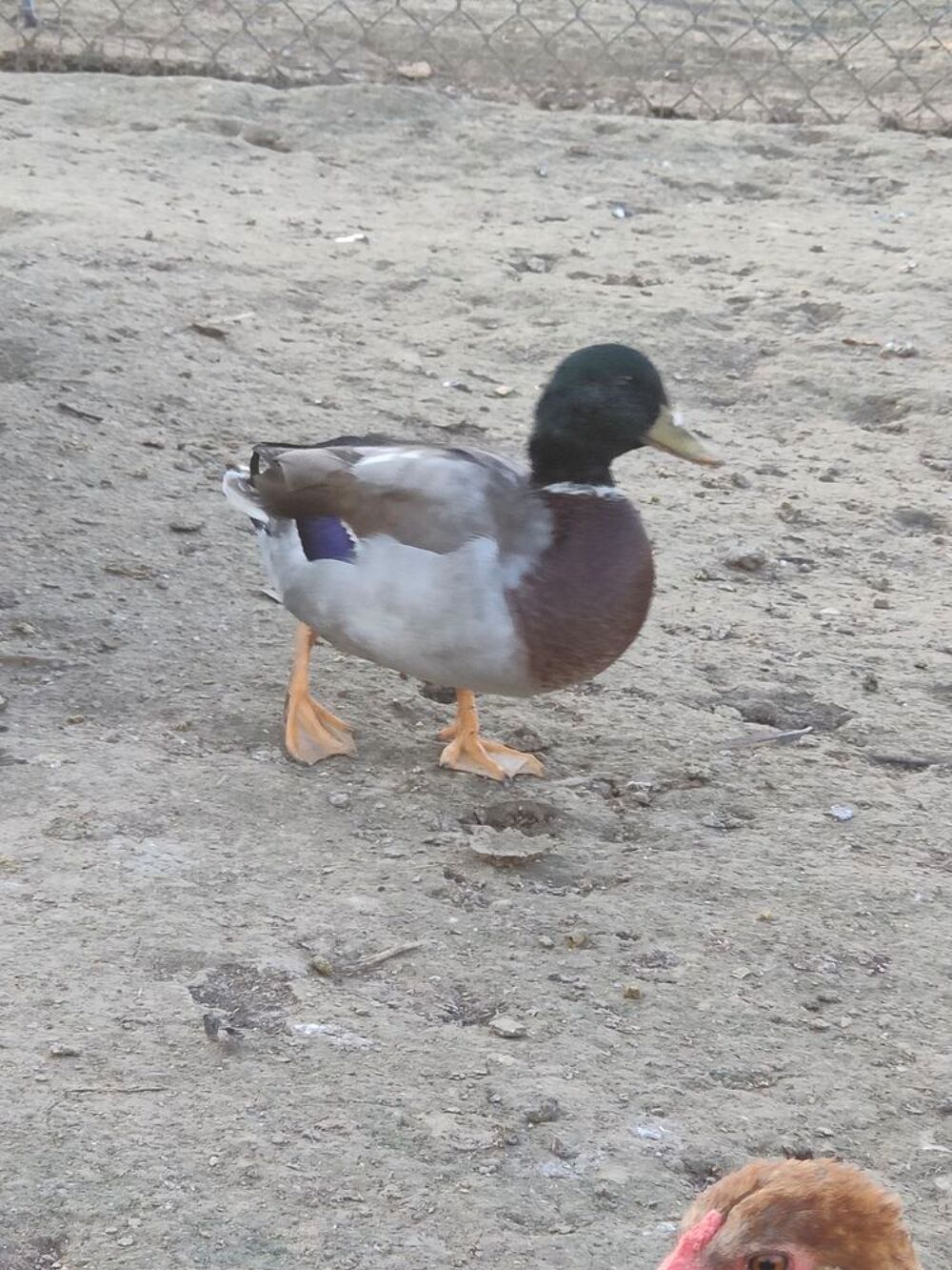   Canard colvert  