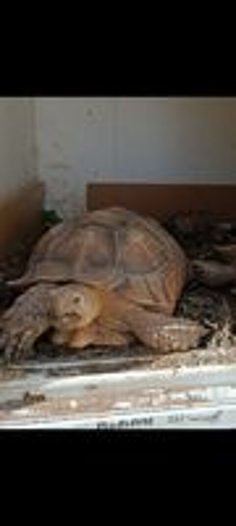   Perdu tortue terrestre 