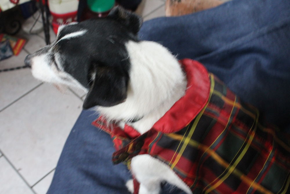 MANTEAU POUR PETIT CHIEN/ Vêtements