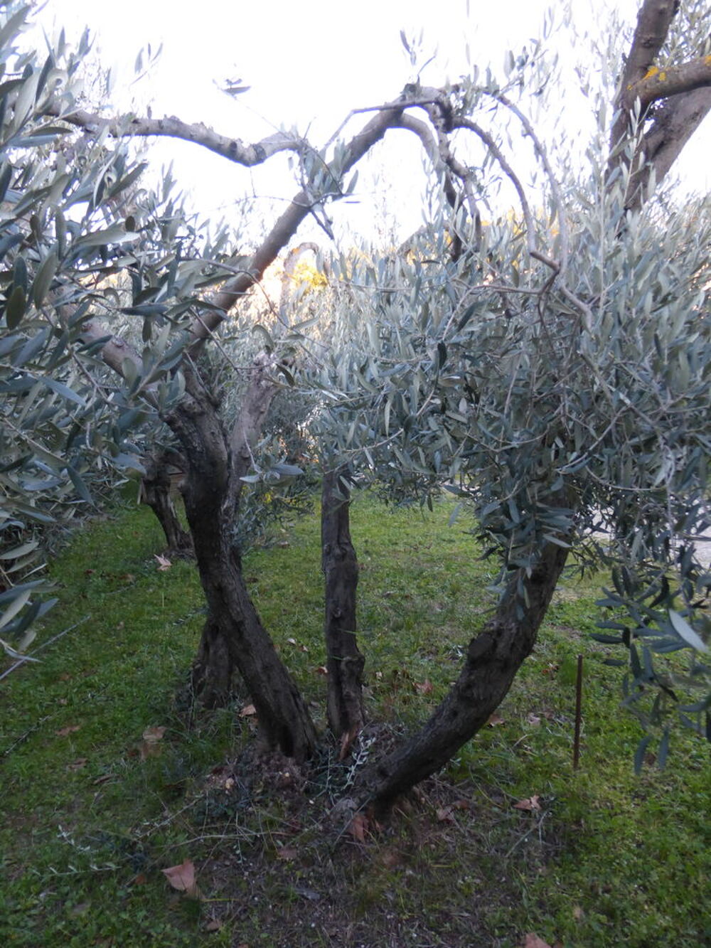 A Saisir 4 Oliviers Adultes Jardin