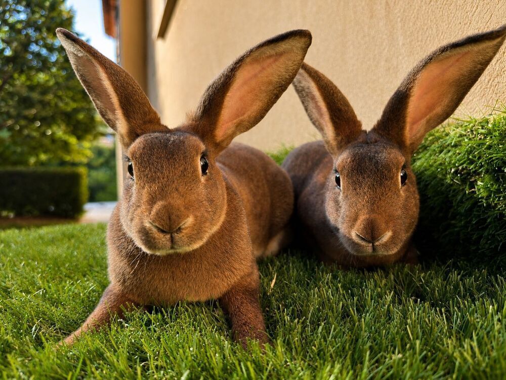 lapins Jardin