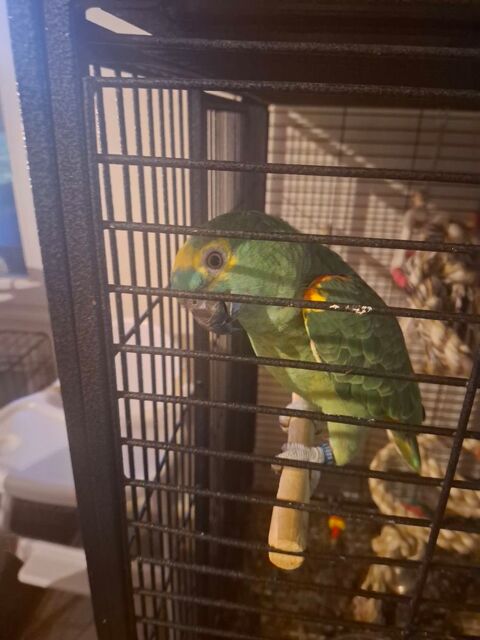 perroquet d Amazonie de 2 ans 1200 11000 Carcassonne