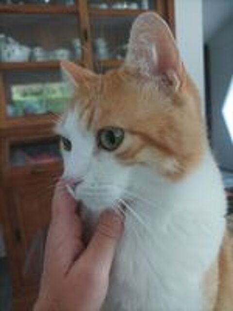  Pet-sitter / Garde d'animaux a Pessac Magonty (33) 