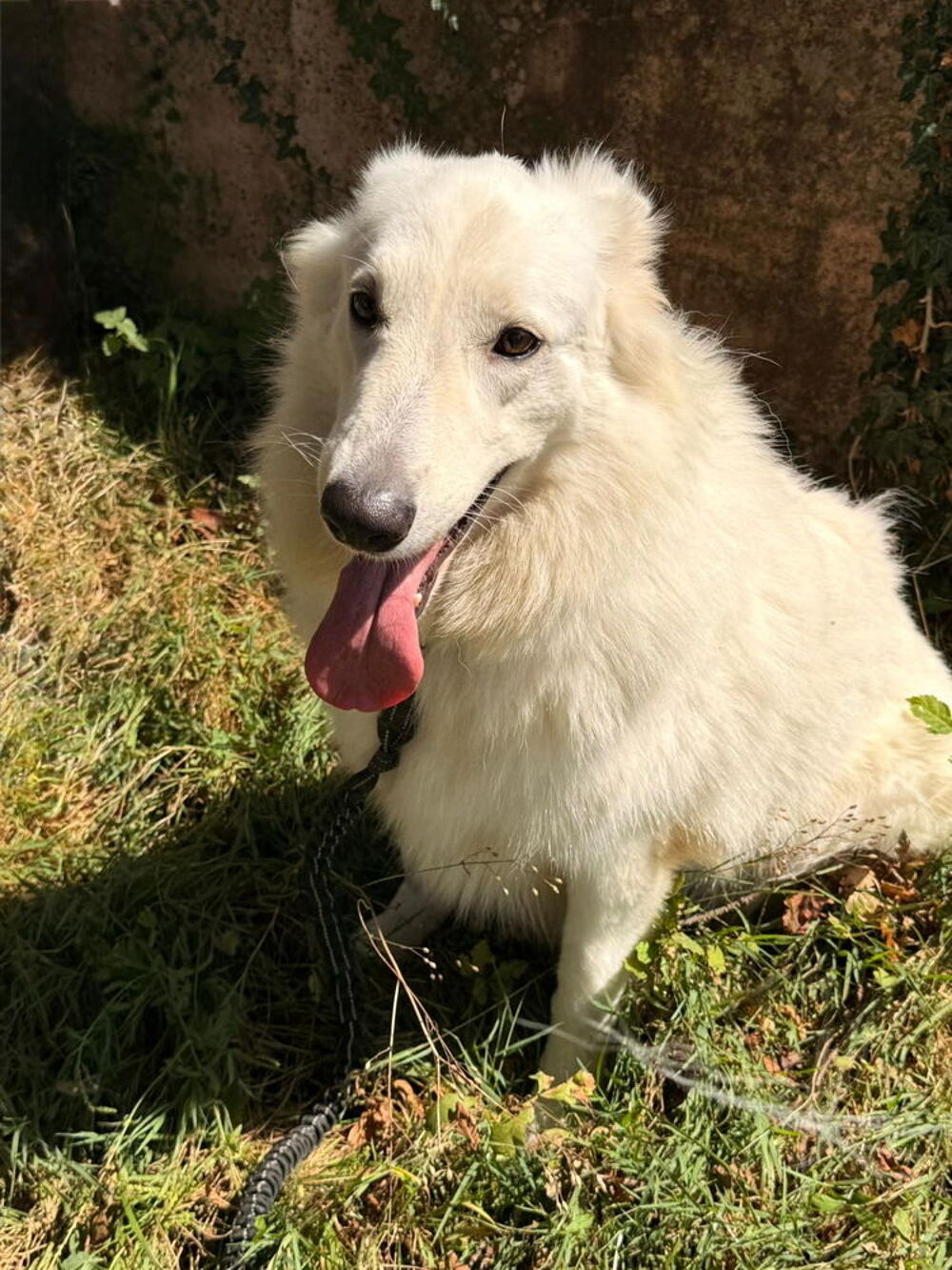   Berger Blanc Suisse ? Tazi cherche nouveau foyer aimant  