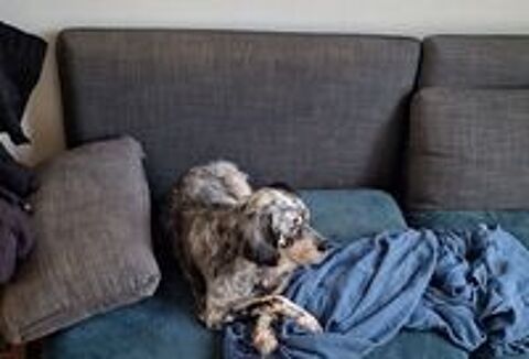   Tina,9 ans,cherche de bons adoptants  