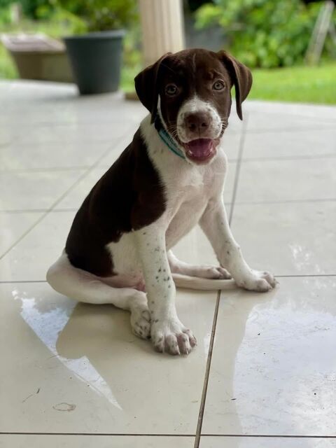 Woopy, mâle X berger, né le 27/02/2025 &#128054; 300 17000 La rochelle
