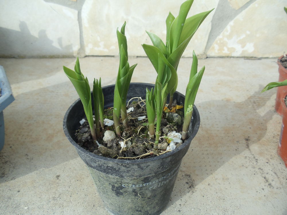 Muguet Jardin