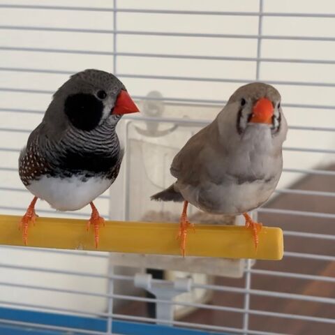 Couple Diamants mandarin 15 77000 Melun