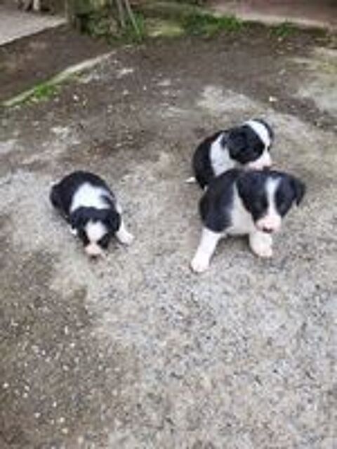   Chiots border Collie 