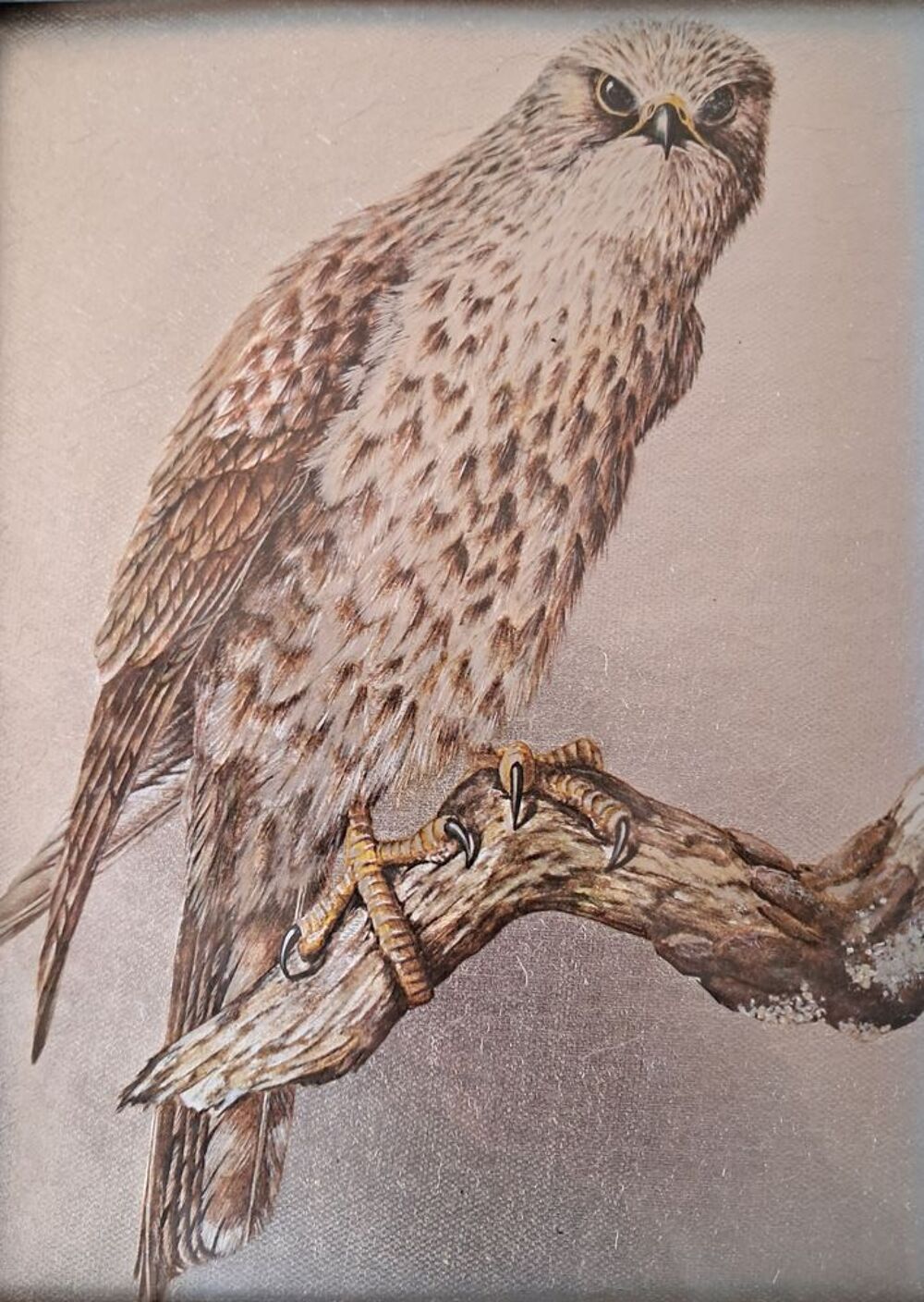 tableau vintage repr&eacute;sentant un rapace buse ou faucon Dufex Décoration