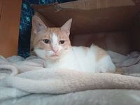   SYDNEY, jolie chatte rousse et blanche 