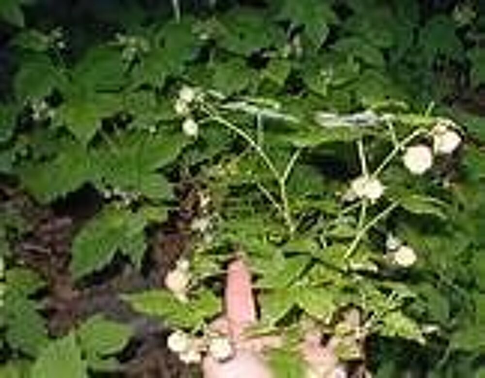 2 plants de framboisiers blancs Jardin