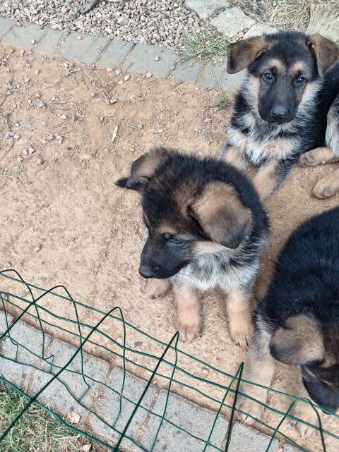 A r&eacute;server chiots berger allemand. 700 85140 Sainte-florence