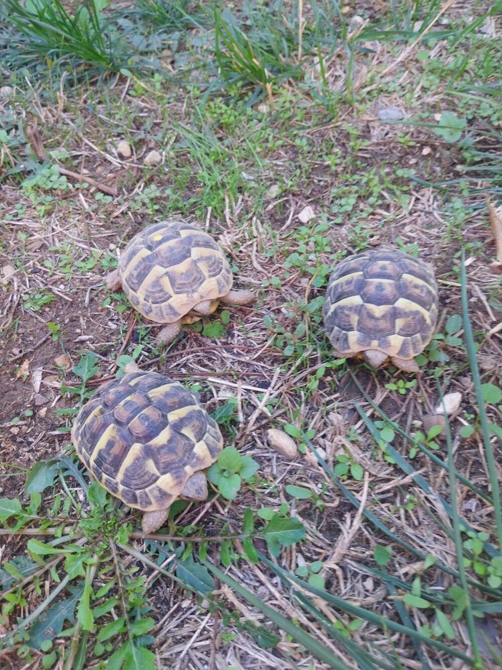   tortue juvénile, 2 ans.
