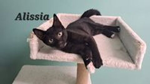   Chats chatons � adopter par association  