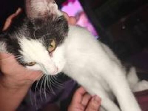   Chat PEPPER � l adoption 